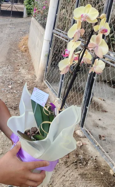 Vara de orquídea amarilla envuelta en papel translúcido