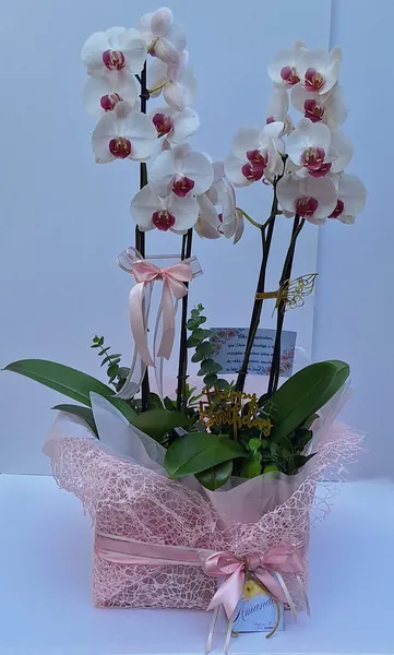 Orquídeas blancas envueltas en tul rosa para cumpleaños