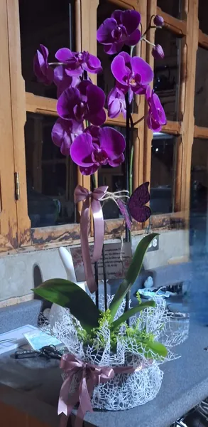 Vara de orquídea púrpura con envoltura de encaje blanco